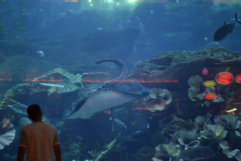 dubai mall aquarium 2